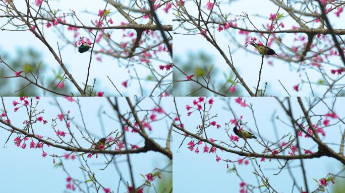 鸟语花香春天鸟儿报春，樱花树上的小鸟