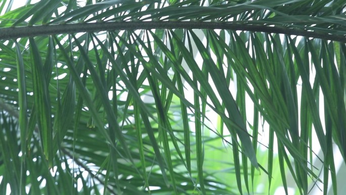 虎尾椰子树