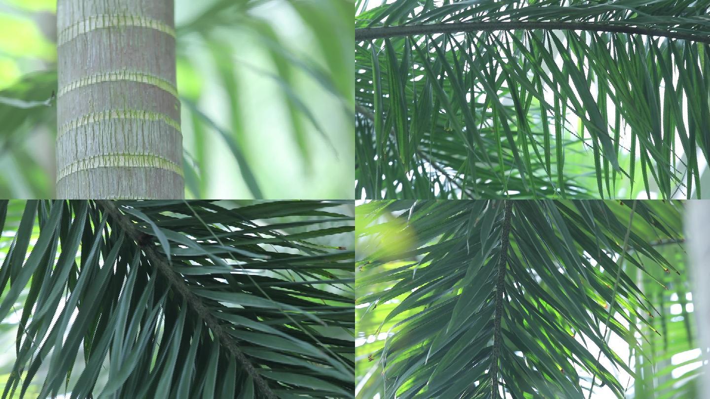 虎尾椰子树