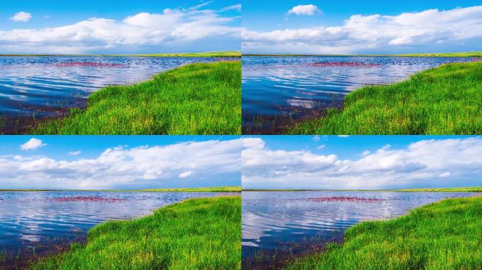 青海湖湿地湖面蓝天白云4k延时摄影