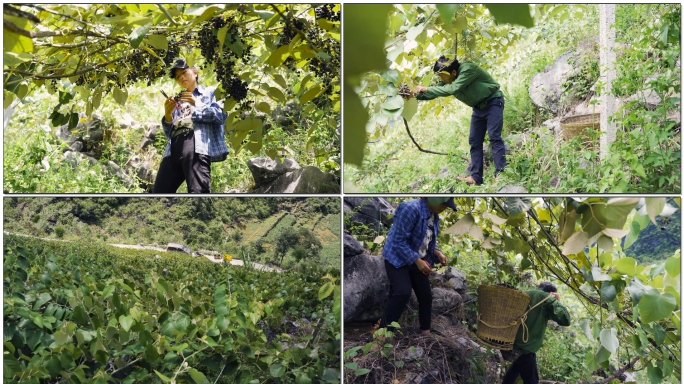 贫困山区摘山葡萄背下山