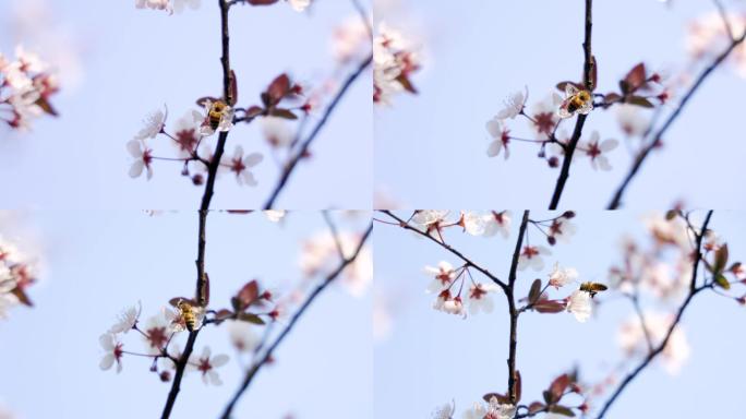4K高清春季在桃花上采蜜的小蜜蜂特写