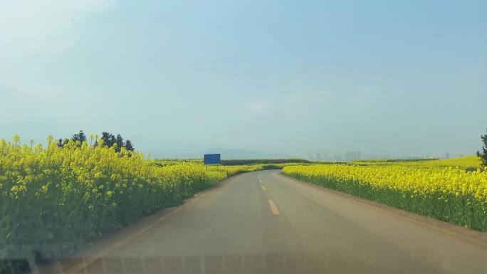 旅行-自驾在油菜花海中