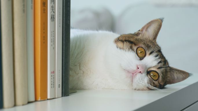 猫咪与书本4k视频素材