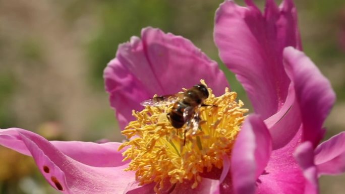 2K花丛中采蜜小蜜蜂