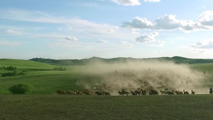 马在草原上奔跑