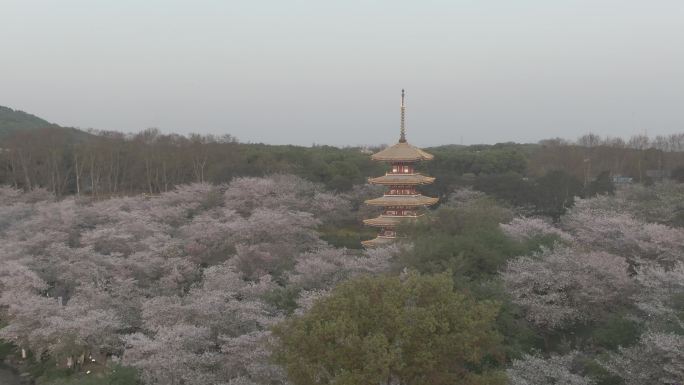 武汉东湖樱花园航拍4k D-LOG