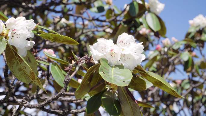 4K实拍高山高海拔杜鹃花