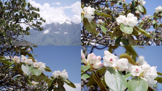 4K实拍高山高海拔杜鹃花