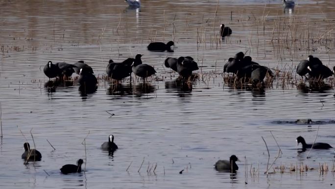 白骨顶鸡集聚大庆龙凤湿地保护区内嬉戏觅食