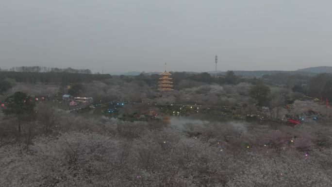 武汉东湖樱花园航拍4k D-LOG
