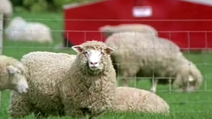90年代绵羊养殖多利羊