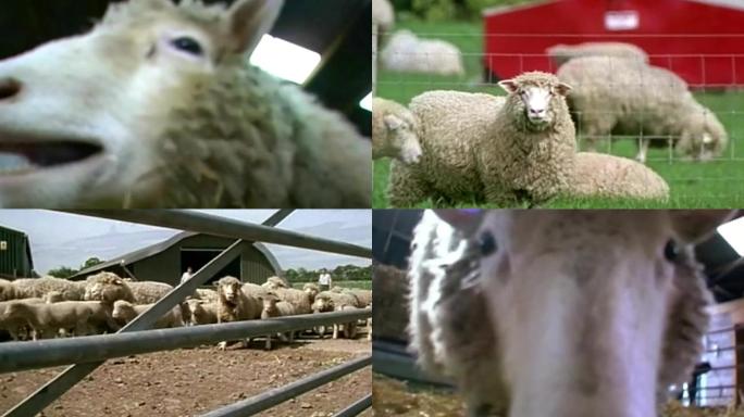 90年代绵羊养殖多利羊