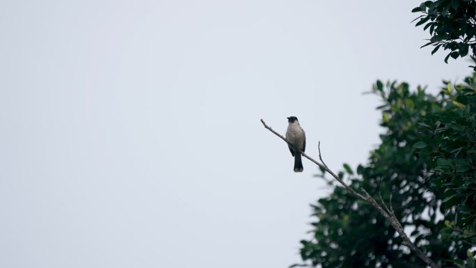 树枝上小鸟