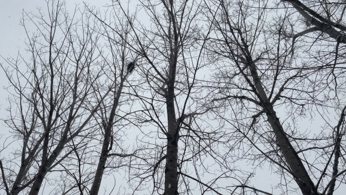 【4K】仰拍下雪大树