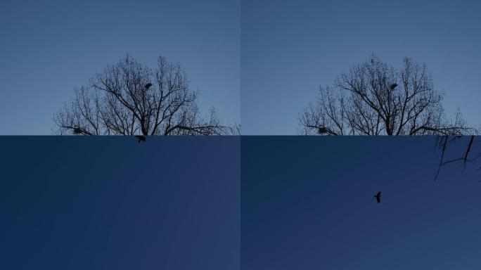 鸟飞向树木