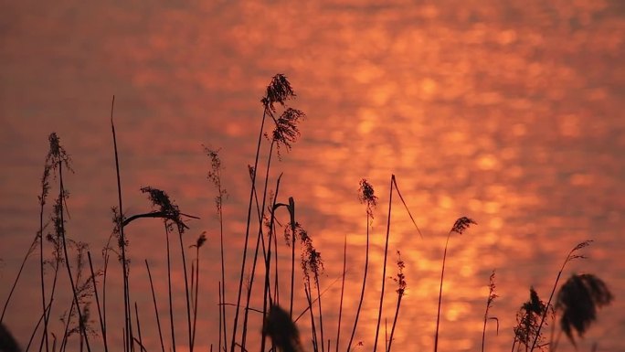 夕阳余晖下芦苇飘荡荡湖面波光粼粼