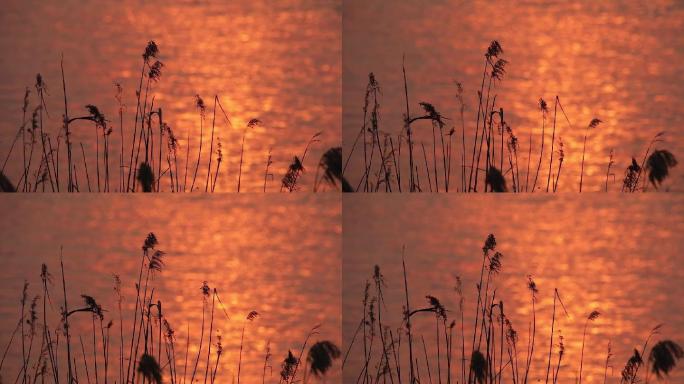 夕阳余晖下芦苇飘荡荡湖面波光粼粼