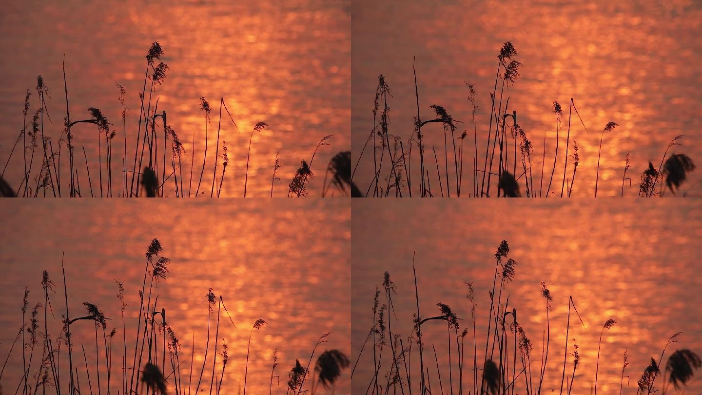 夕阳余晖下芦苇飘荡荡湖面波光粼粼