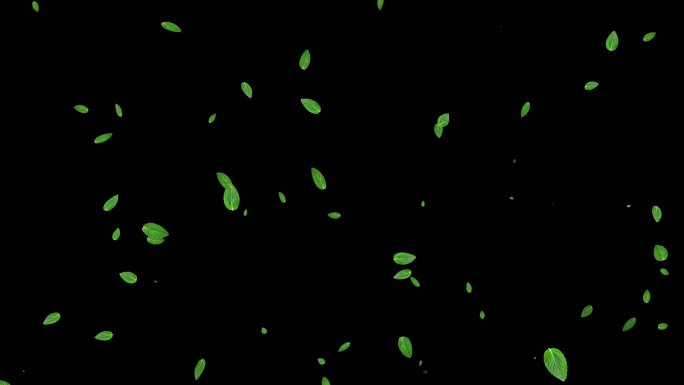 薄荷叶子向上飘