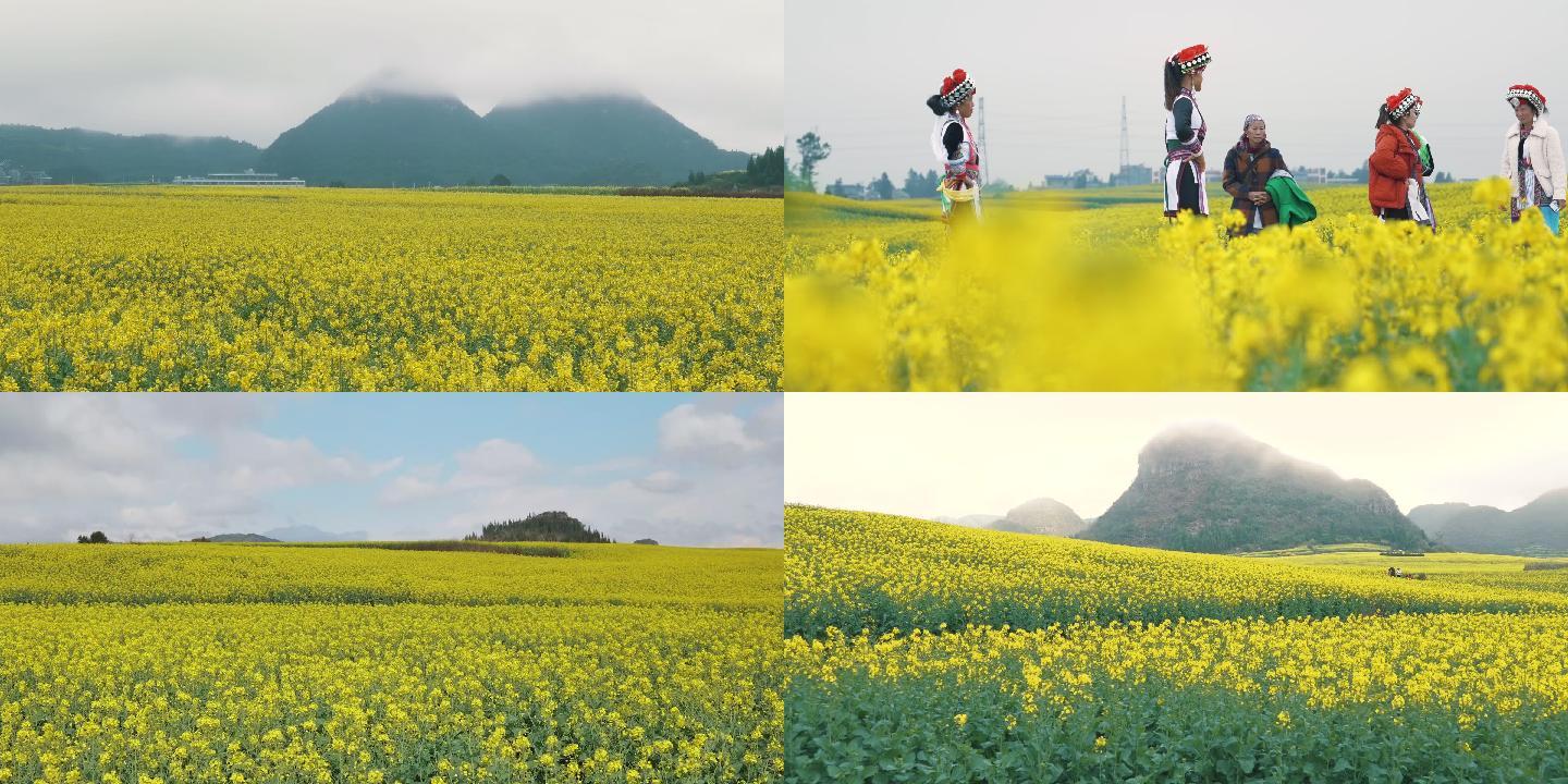 罗平油菜花  罗平旅游