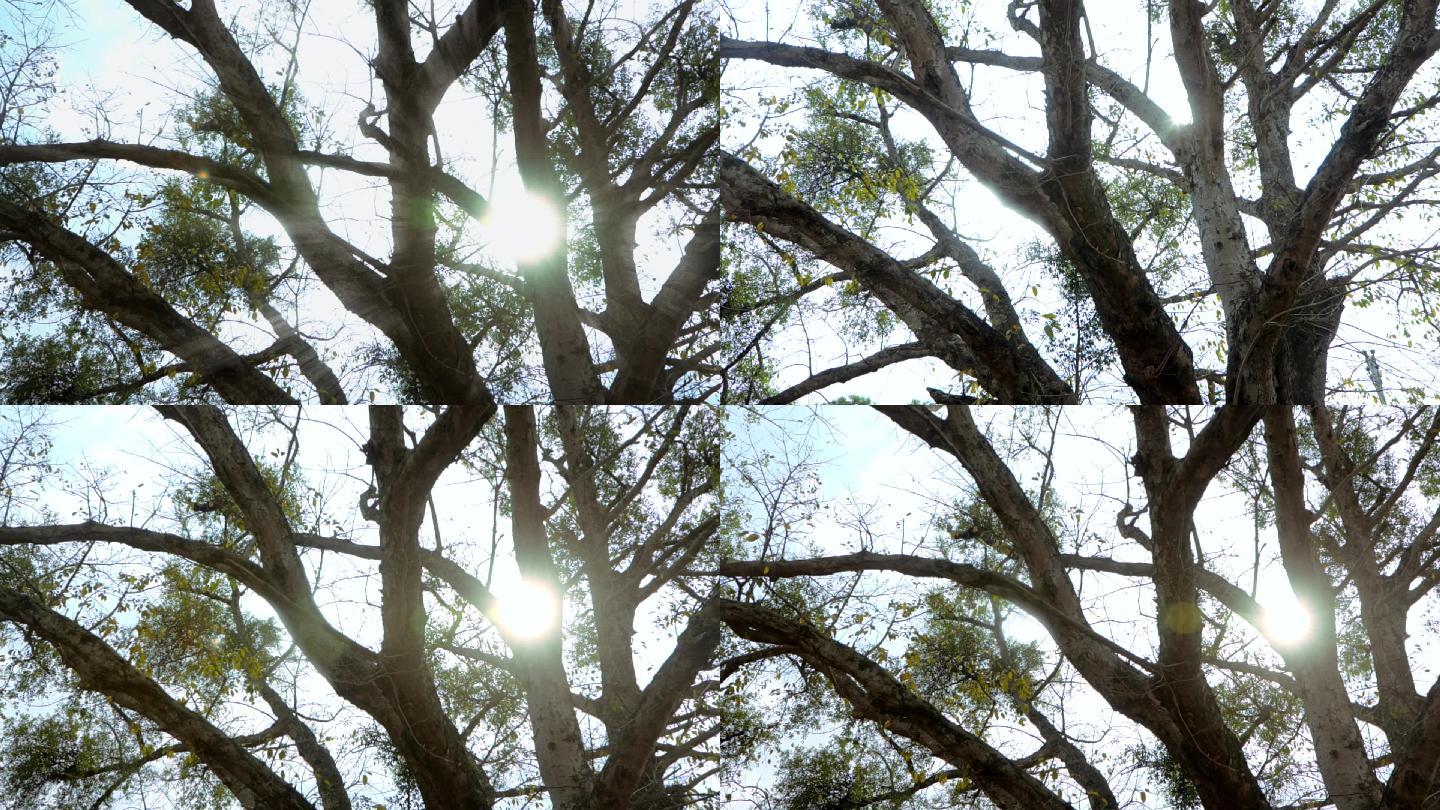 阳光透射过大树