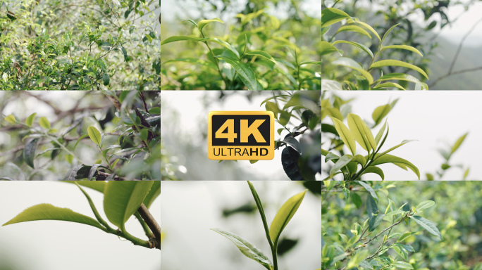 【4K】古树普洱发芽，老树新芽，茶叶新芽
