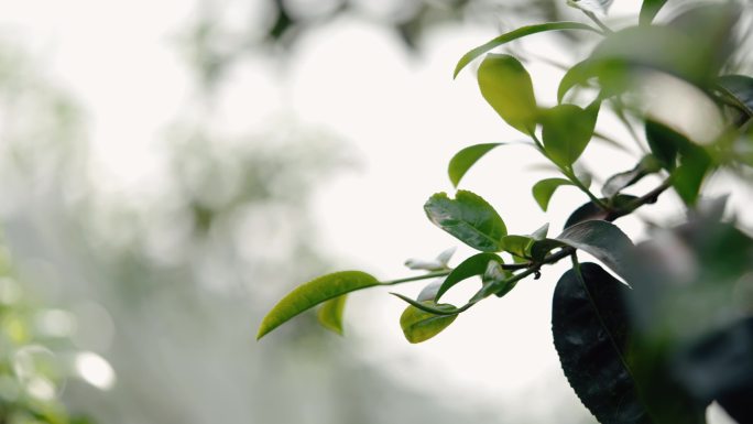 【4K】古树普洱发芽，老树新芽，茶叶新芽