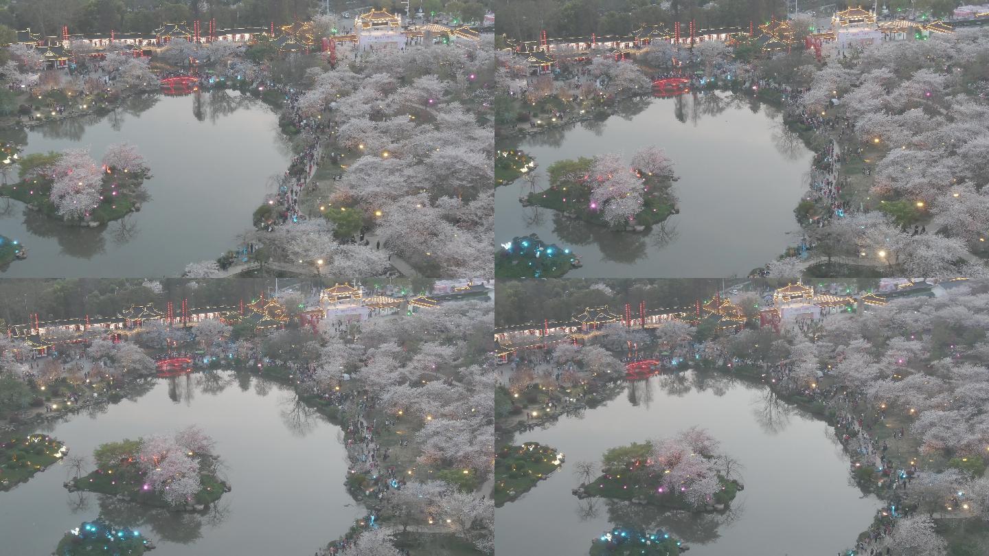 武汉东湖樱花园航拍4k D-LOG