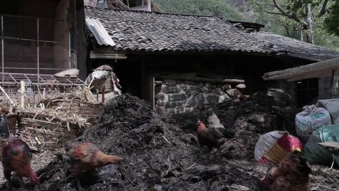 田园生活农妇清理牛圈土鸡成群啄食虫子
