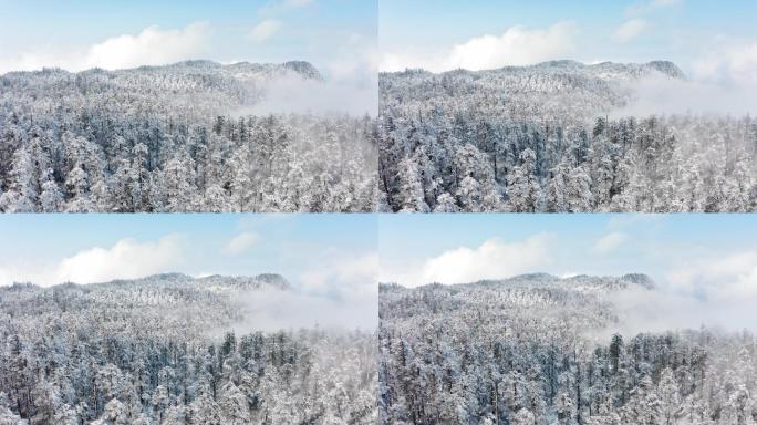 4k大雪覆盖的瓦屋山梦幻森林