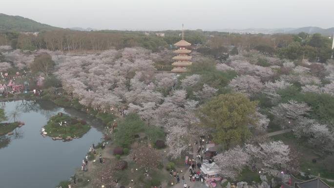 武汉东湖樱花园航拍4k D-LOG