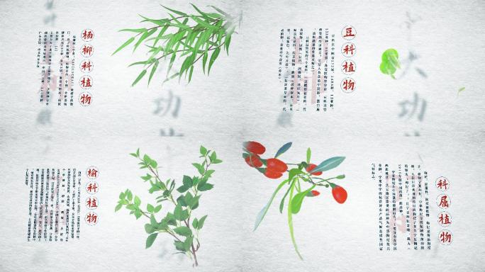 水墨植物中医中药图文展示