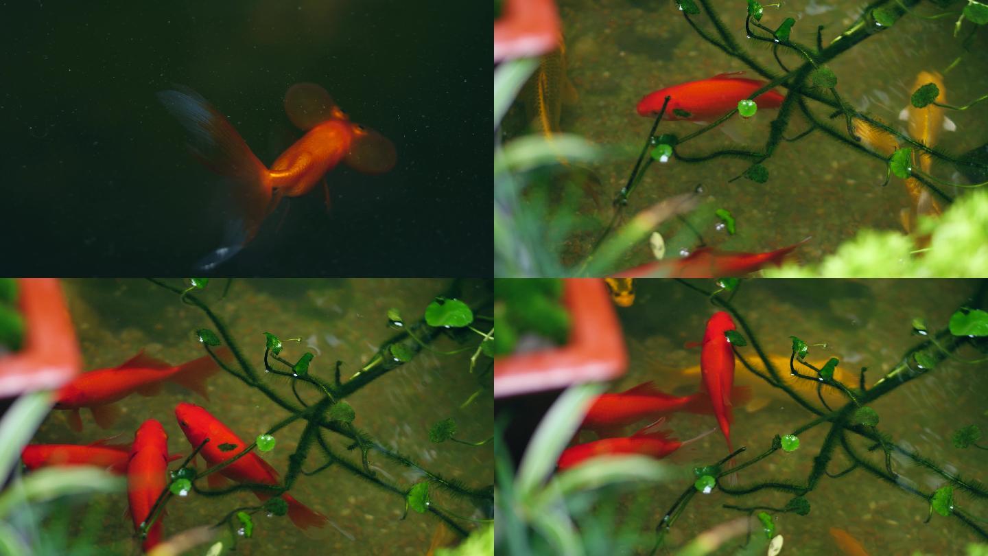 鱼缸里的金鱼，锦鲤4k视频素材