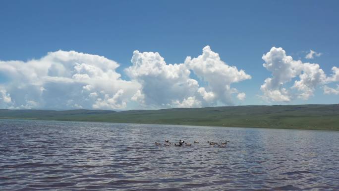 青海湖黄鸭