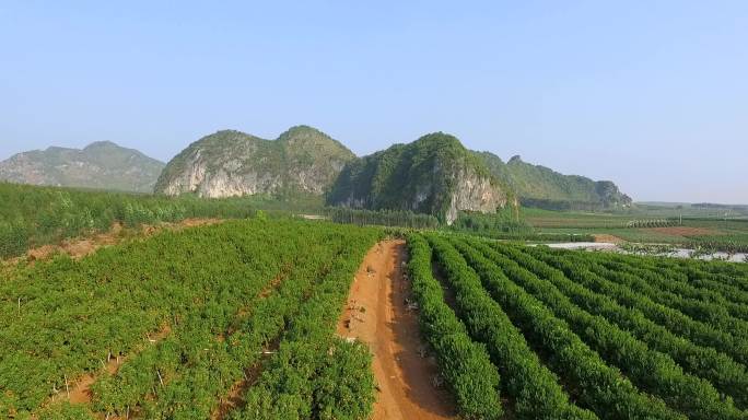 广西柑橘种植园