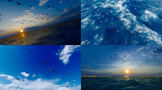 4k 平静的大海水面海鸥飞翔