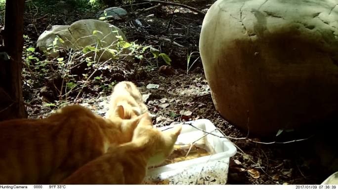 流浪猫一家喝水 红外相机 自然 动物