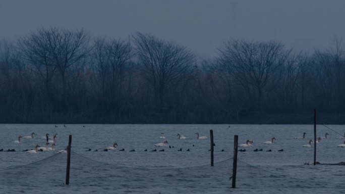 傍晚湖面的天鹅与绿翅鸭01