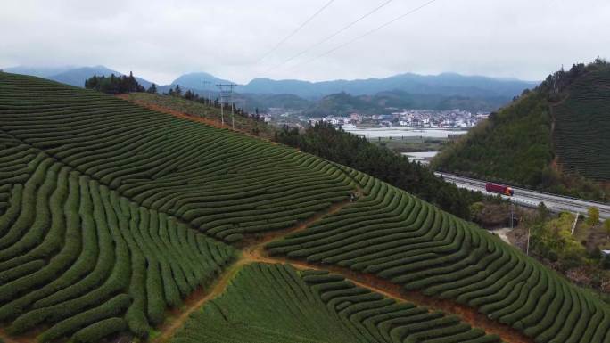 福建建州服务区后山上的茶园航拍