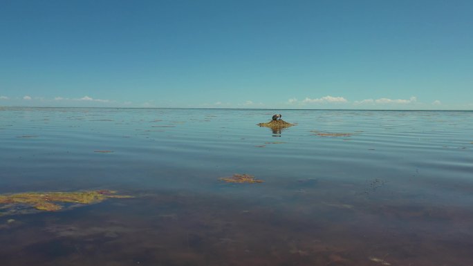 青海湖鸟