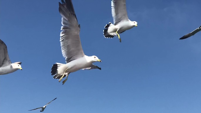 跟随渔船的海鸥