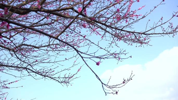 春天 桃花   公园桃花 观赏桃花 开花