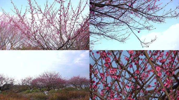 春天 桃花   公园桃花 观赏桃花 开花