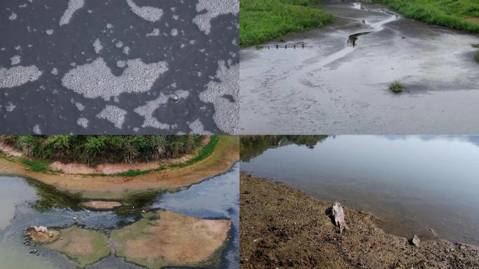 污水排放 死鱼 废水