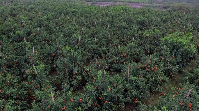 广西柑橘种植园