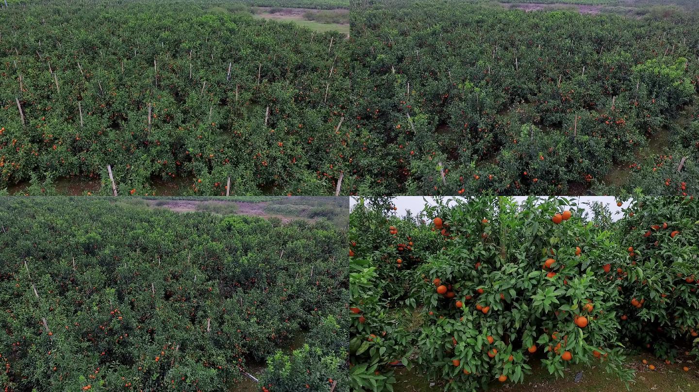 广西柑橘种植园