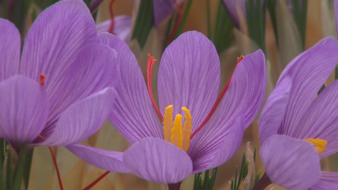 藏红花