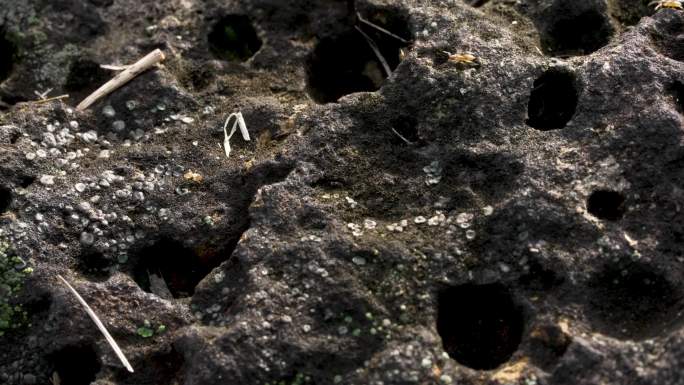 火山熔岩上的蚂蚁