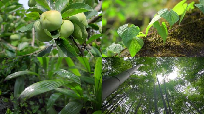 水果、植物的空镜